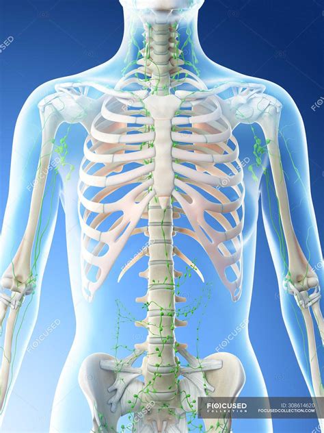 Female Thoracic Lymph Nodes Computer Illustration — Immunity Organs