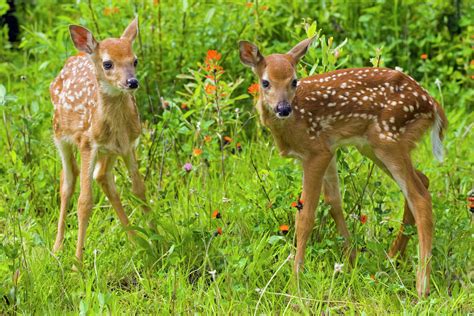 Closeup Of Twin Baby White Tailed Deer Fawns Standing In Wildflowers