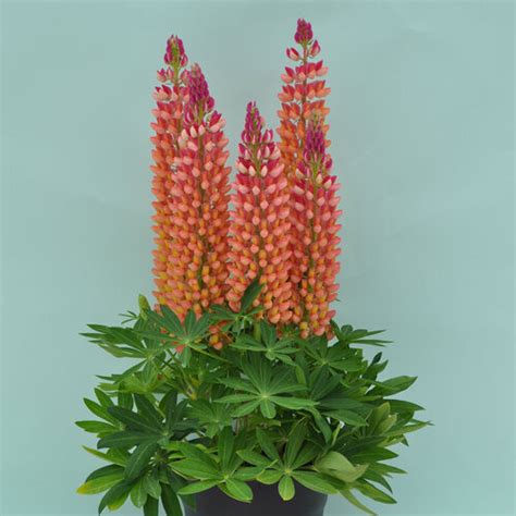 Staircase Orange Lupine Lupinus Polyphyllus Proven Winners