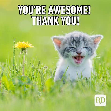 Thank You Memes Images 51 Nice Thank You Memes With Cats Thank You