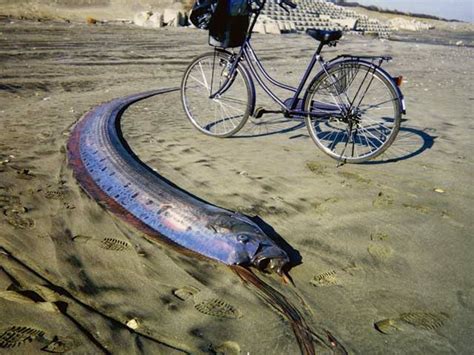 Amazing Animals Pictures The Worlds Longest Bony Fish The Giant