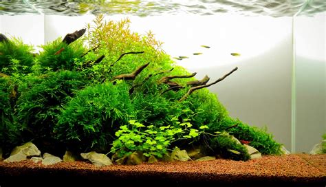 Such information to selecting the types of plants for aquascape, hopefully can help you. Image result for 10 gallon aquascape | Planted aquarium ...