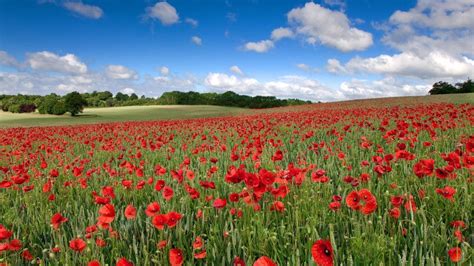 Field With Wheat And Red Poppies Blue Sky White Clouds