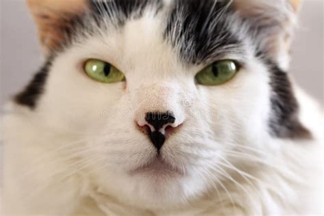 Portrait Of White Cat With Green Eyes Stock Image Image Of Close