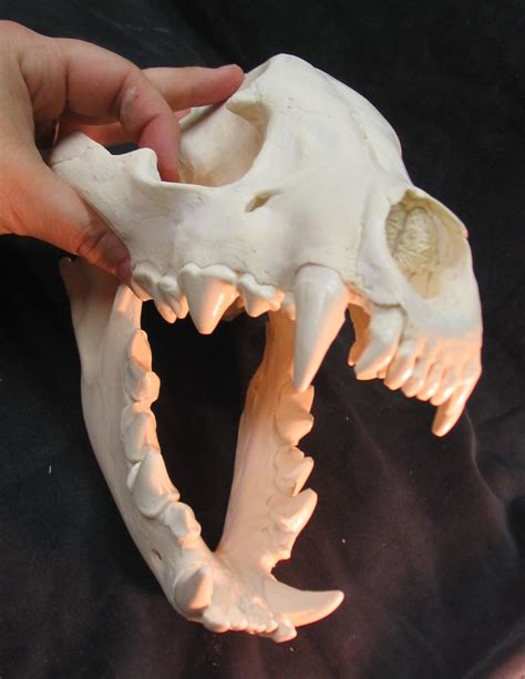 Huge Spotted Hyena Skull Replica Etsy