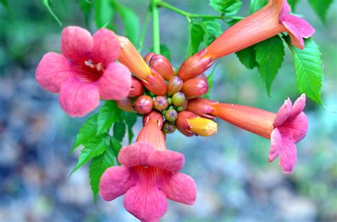 Best zone 5 flowering shrubs. Zone 5 Vine Varieties - What Are The Best Vines For Zone 5 ...