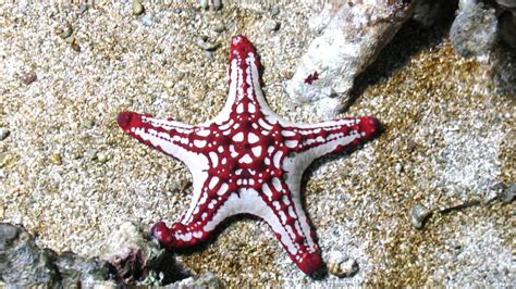 Free Images Sea Ocean Tropical Fish Starfish Invertebrate Reef