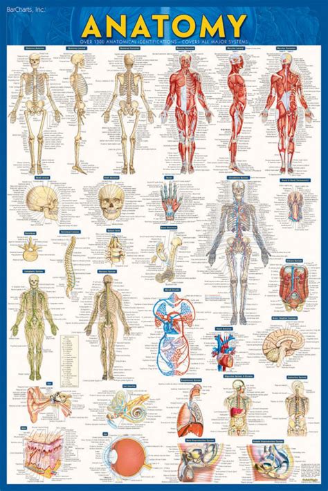 Quickstudy Anatomy Laminated Poster