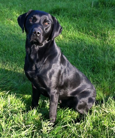 Kc Black Labrador Dog For Stud Health Tested Otley