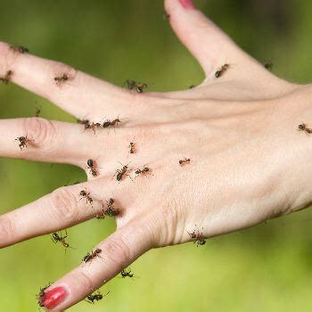 What Kind Of Ants Bite Humans