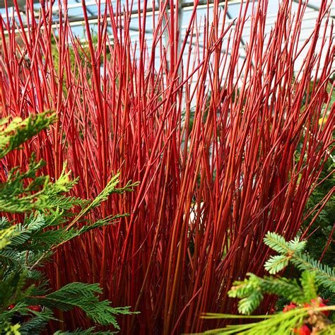 Red Twig Dogwood For Sale Online The Tree Center