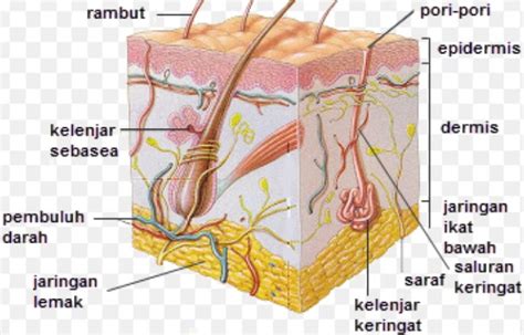 Anatomi Dan Bagian Kulit Manusia Youtube Gambaran