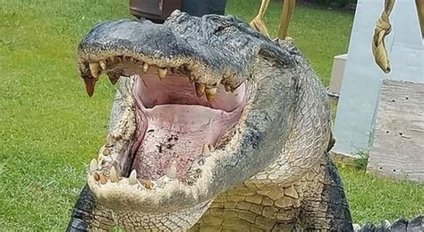 Alligatore Da Record Catturato In Georgia Era Grande Come Un Mammut