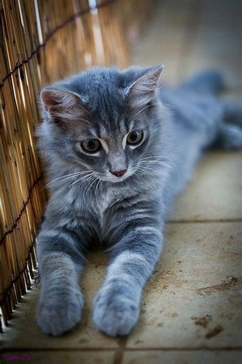 Best Of Black Tabby Cat With Blue Eyes On Cat Picture