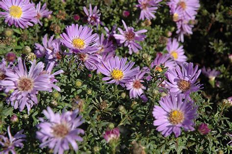 Woods Light Blue Aster Aster Woods Light Blue In