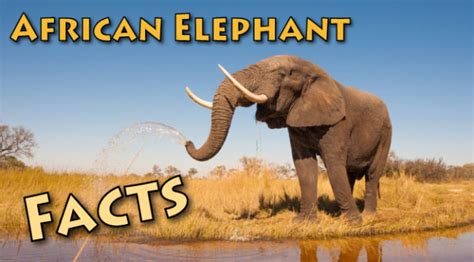 African Elephant Facts Information Pictures And Video