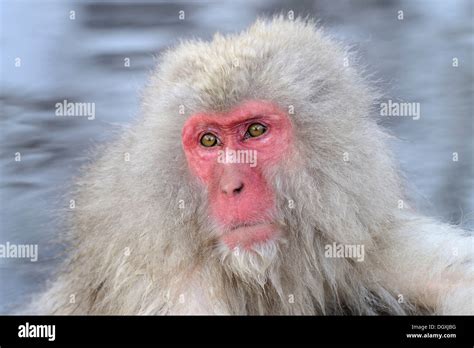Japanese Macaque Or Snow Monkey Macaca Fuscata Portrait Affenpark