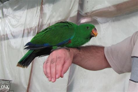 Papagaj edel eclectus ručno hranjeni pitomi Ptice OLX ba