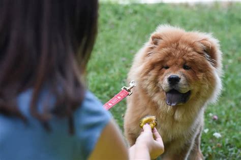 Chow Chow Dog Breed Complete Guide A Z Animals