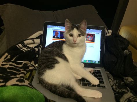 Cat On Keyboard Rcat