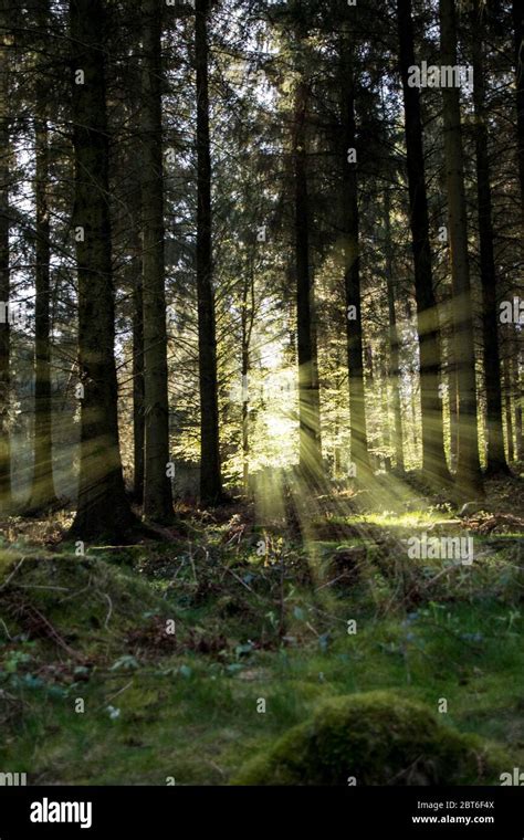 Sun Beams In The Forest Stock Photo Alamy