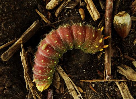 Caterpillar Identification Guide Find Your Caterpillar With Photos And Descriptions Owlcation
