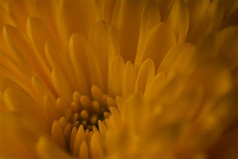 Yellow Sarah Yusko Flickr
