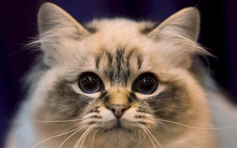 Cat Close Up Hd Wallpaper 1920x1200 12046