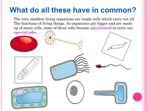 List Of Specialized Cells And Their Functions