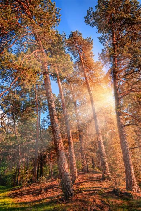 The Suns Rays Breaking Through The Trees In The Pine Forest Stock