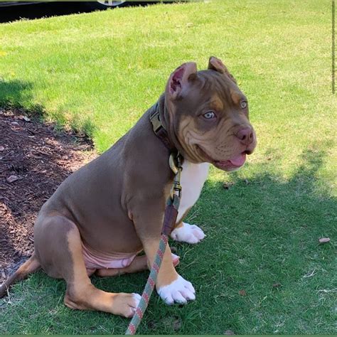 Pitbull Puppies Pitbull Terrier King Midas American Bullies African