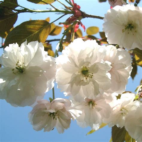 Choosing a delightfully fragrant tree adds to your overall enjoyment in spring or summer when its scent hangs beautifully in the air. Prunus Fragrant Cloud | Prunus Shizuka | Buy Flowering ...