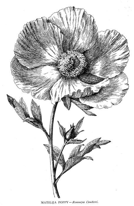 We did not find results for: The Wild Flowers of California: Their Names, Haunts, and ...