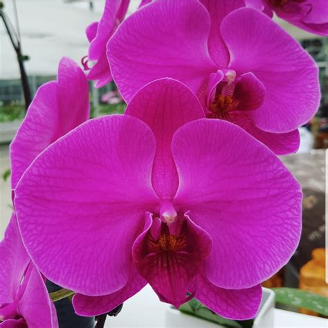 Orchids T And G Flower Growers