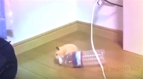 This Hamster Dancing With A Water Bottle Is Going To Make Your Day