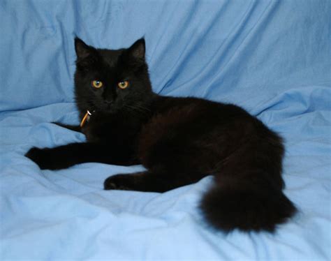 It has a distinctive physical appearance and valuable hunting skills. Black Maine Coon Kitten by imissucupcake on DeviantArt