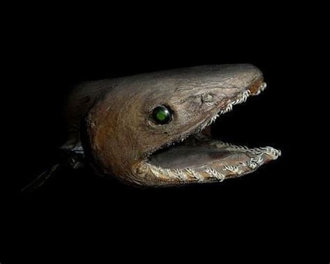 10 Of The Oddest Marine Animals Criaturas Marinhas Tubarões Enguia