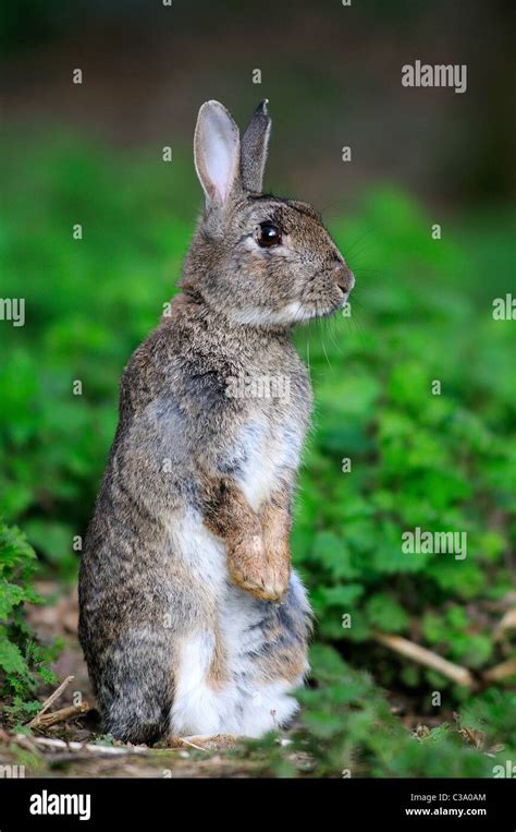 Rabbit Oryctolagus Cuniculus Stock Photo Alamy