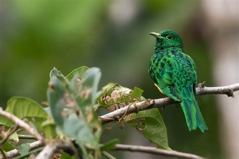 African Emerald Cuckoo Avianbird