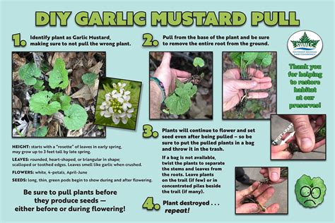 Pulling Garlic Mustard Will Help Control The Invasive Weed At Land