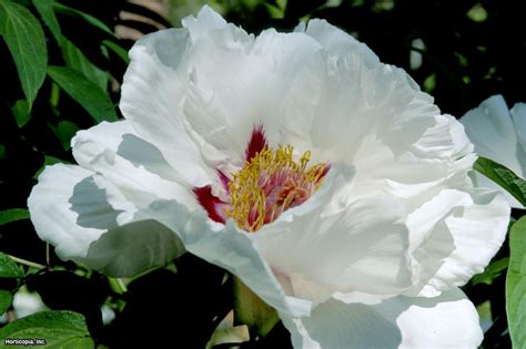 Transplanting Peonies | HGTV