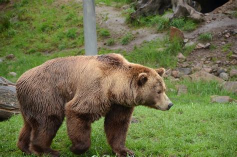 熊 棕熊 动物园 Pixabay上的免费照片 Pixabay