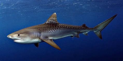 Tiger Shark Galeocerdo Cuvier Pictorial The World Of Animals
