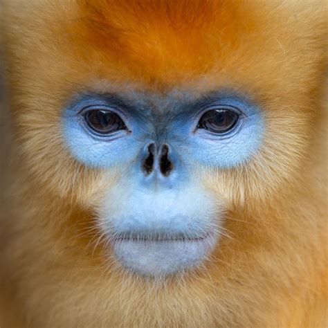 Golden Snub Nosed Monkey Monkey Animal Faces Types Of Monkeys
