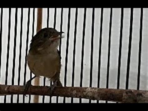 Burung flamboyan ngeplong dengan alunan kicau burung flamboyan ini♬ anna maecolling download mp3. Gambar Burung Flamboyan Jantan - Klik OK
