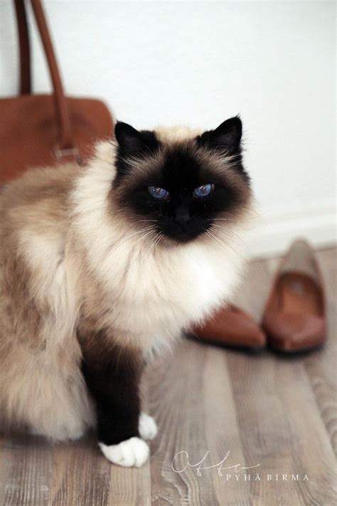 Best 25 Birman Cat Ideas On Pinterest Pretty Cats