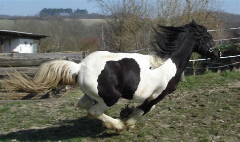 Gypsy vanners are popular on the internet for their flashy appearance and funny horse mustache. Friesian Colt | Cayenne Friesian Horses for Sale - Gypsy MVP