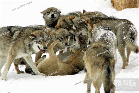 European Wolf Animals Showing Respect To Female Alpha Wolf Social
