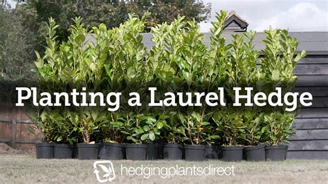 How To Plant A Laurel Hedge Youtube