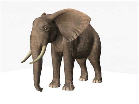 African Elephant 3d Model Animated Rigged Ma Mb
